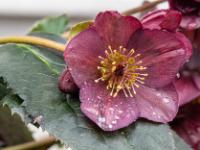 Schneerose dunkelviolett